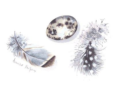 Piume & co 1